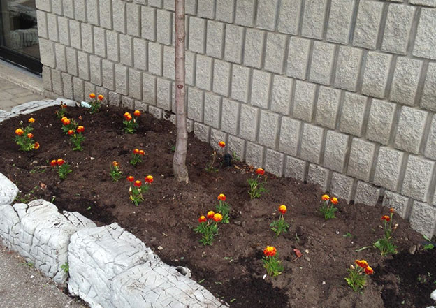 Garden Installation & Planting in Aurora