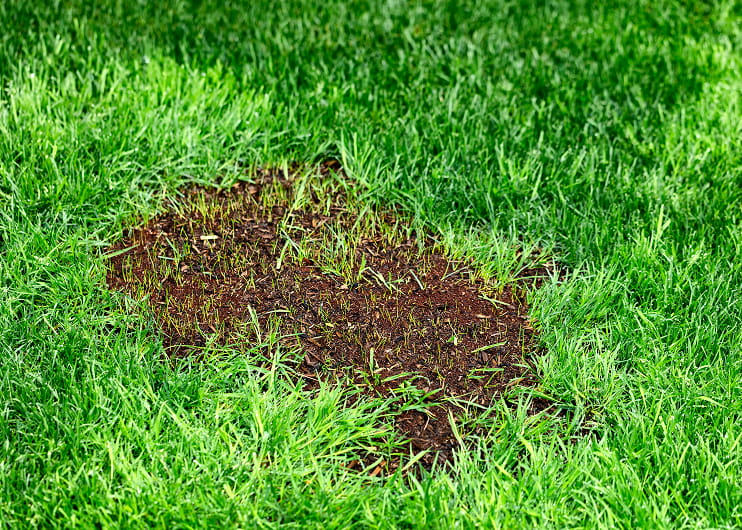 Lawn overseeding Newmarket, ON