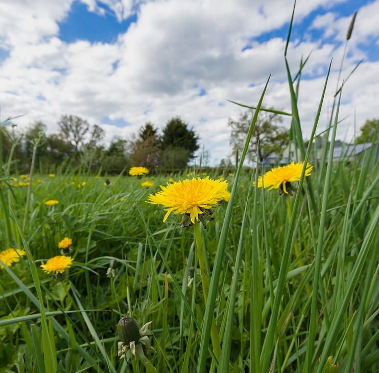 Weed control in Aurora