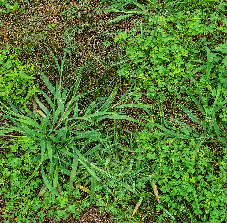 Weed control in Aurora and Newmarket, Ontario