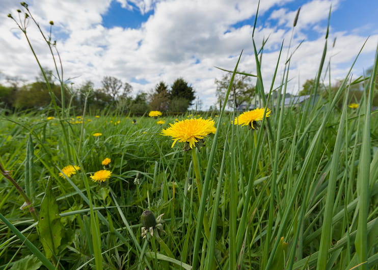 Weed control in Aurora and Newmarket